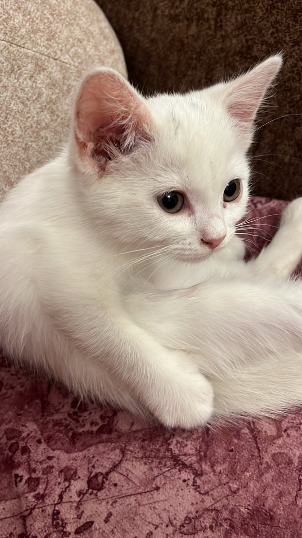 Safi