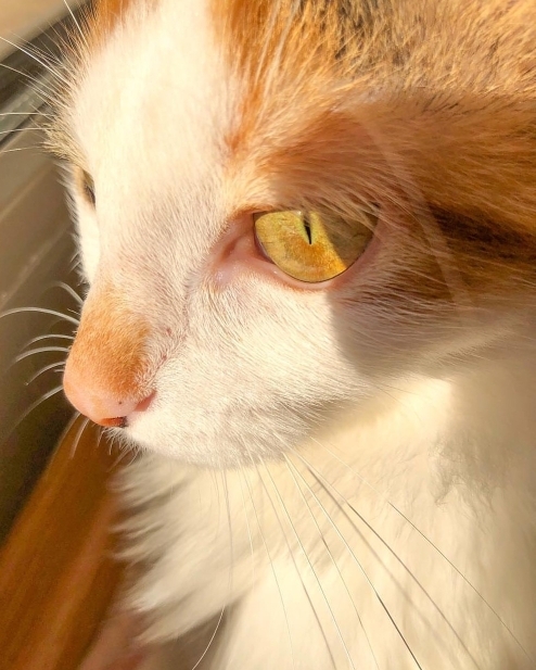 Tuğçe
