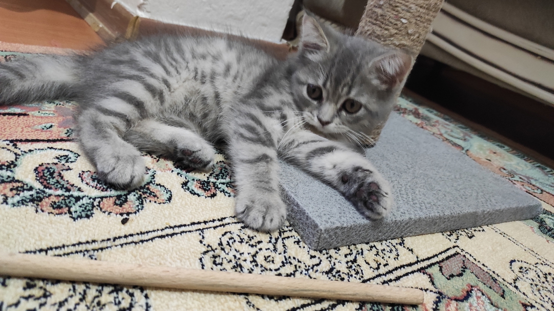 Kadir