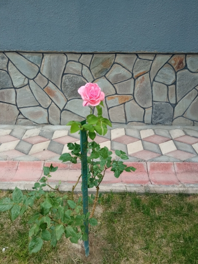 Hatice