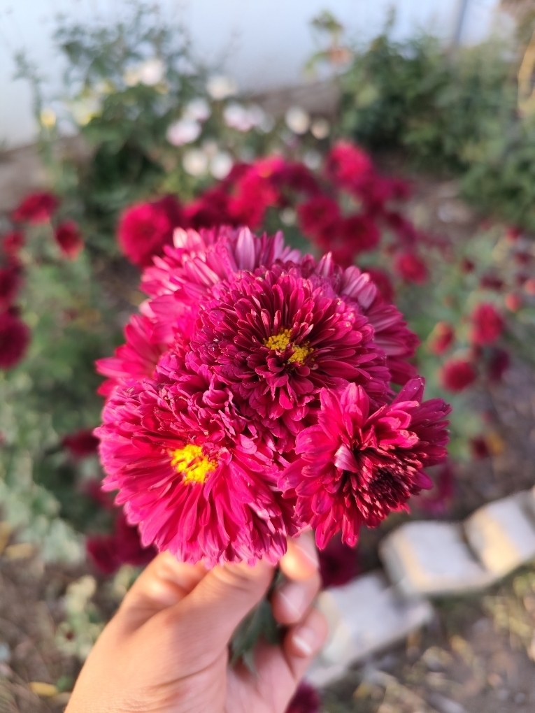 zeynebi