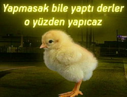 Sibel