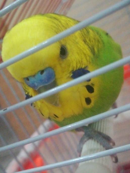 Emir