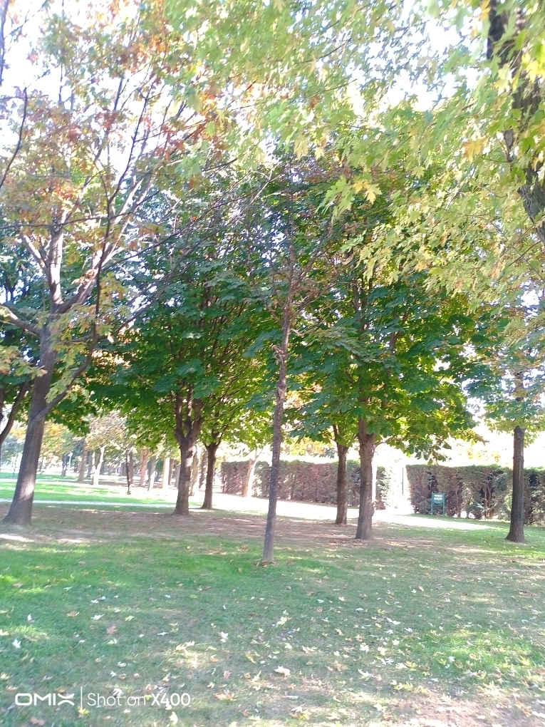 Özge