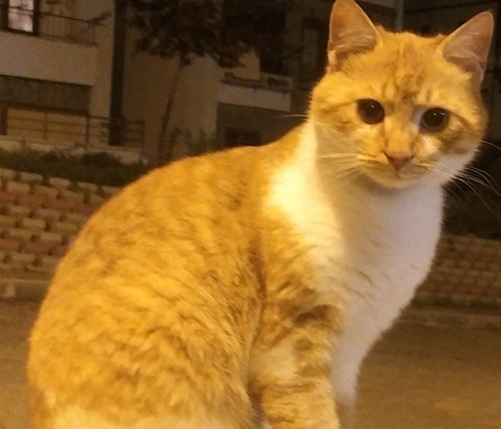 İsa