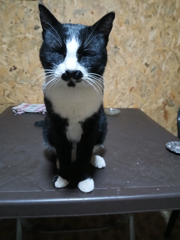 Zena
