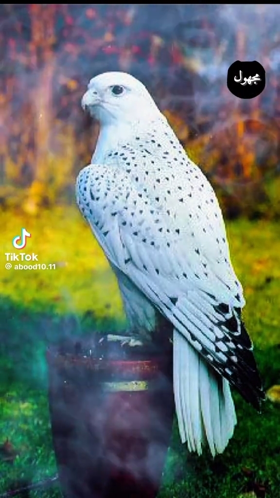 Issam