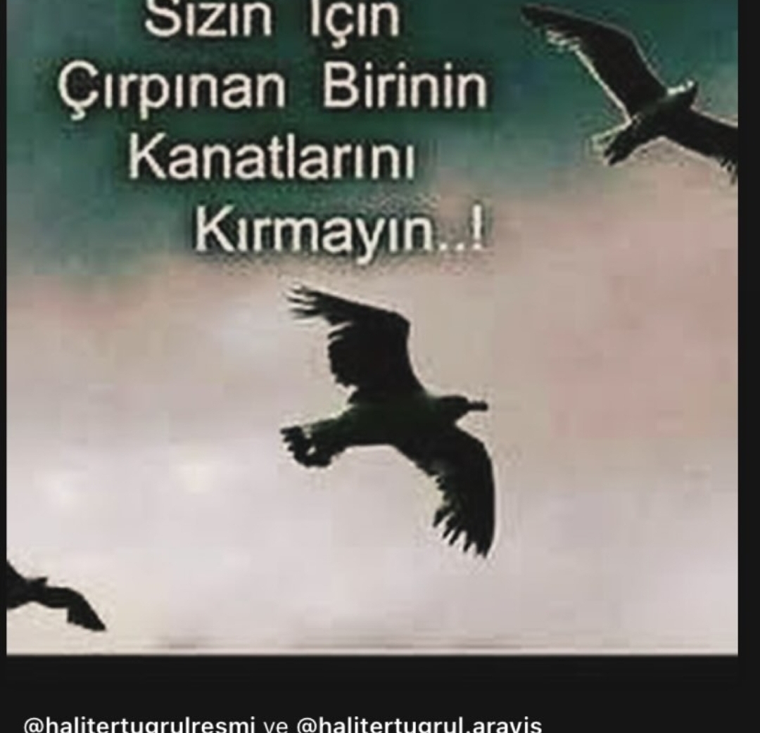 Cihat
