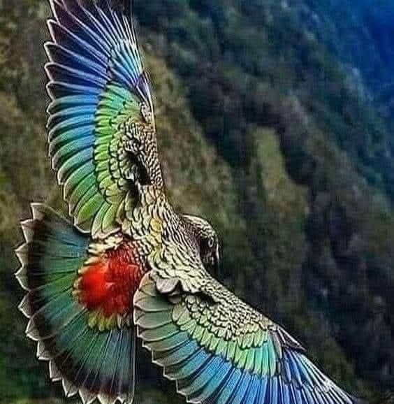 Alp