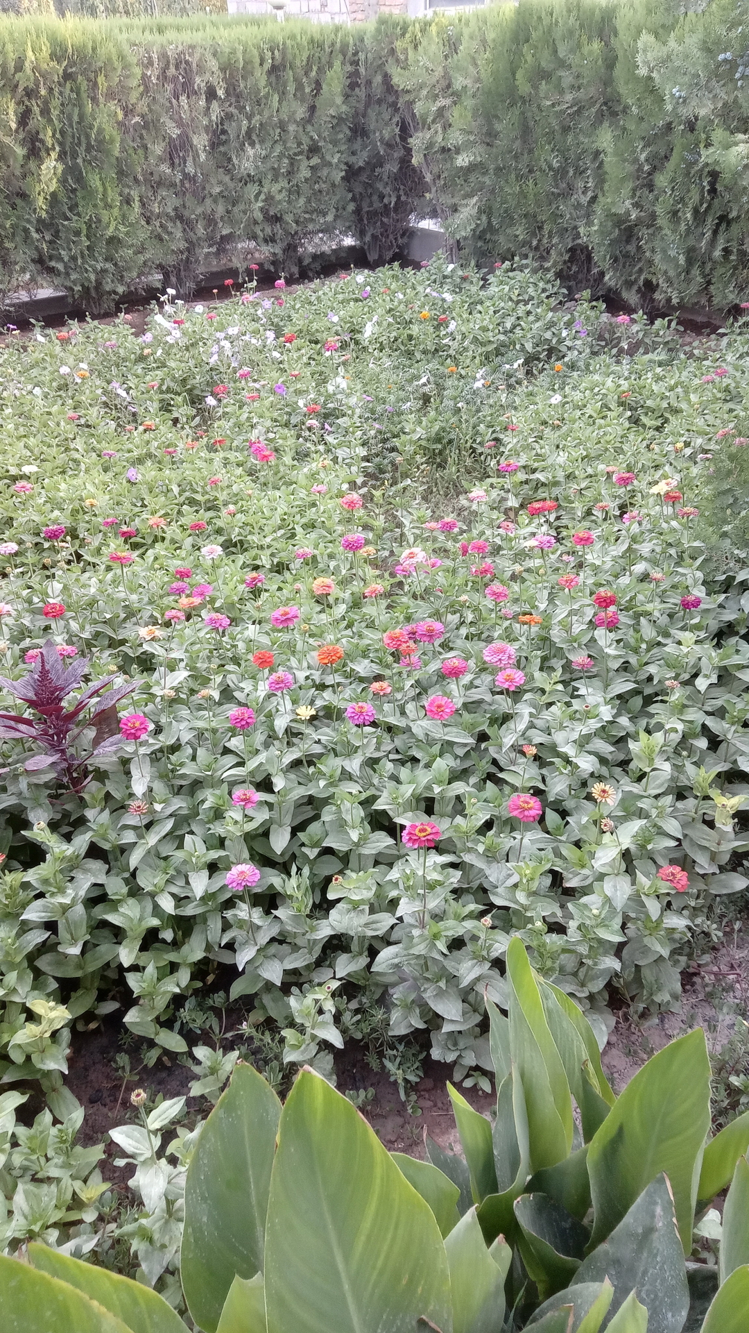 عصمت