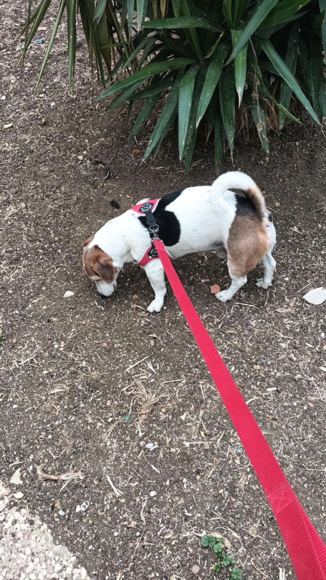 Frank