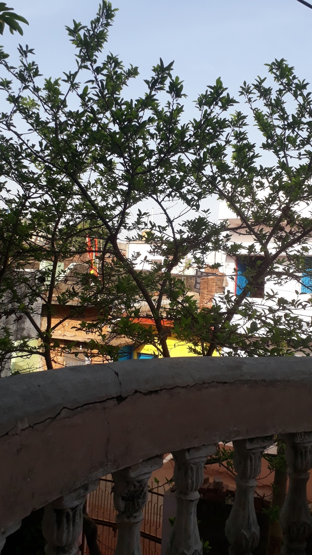 Harish