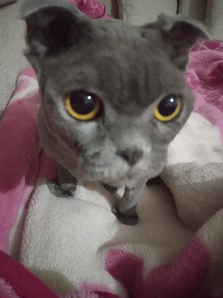 Hatice
