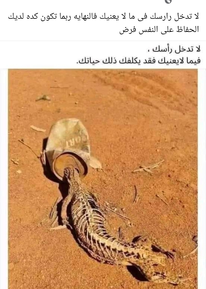 بندر