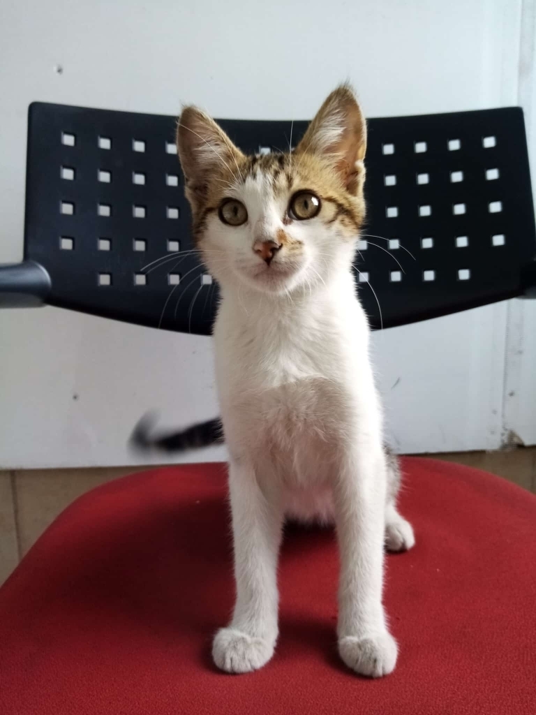 Hacı