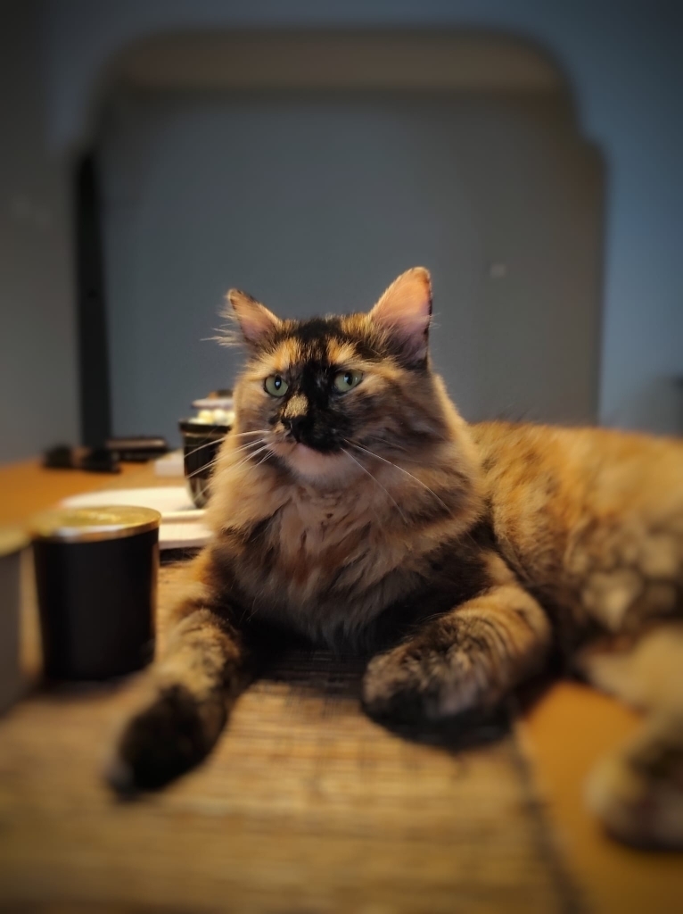 Seda