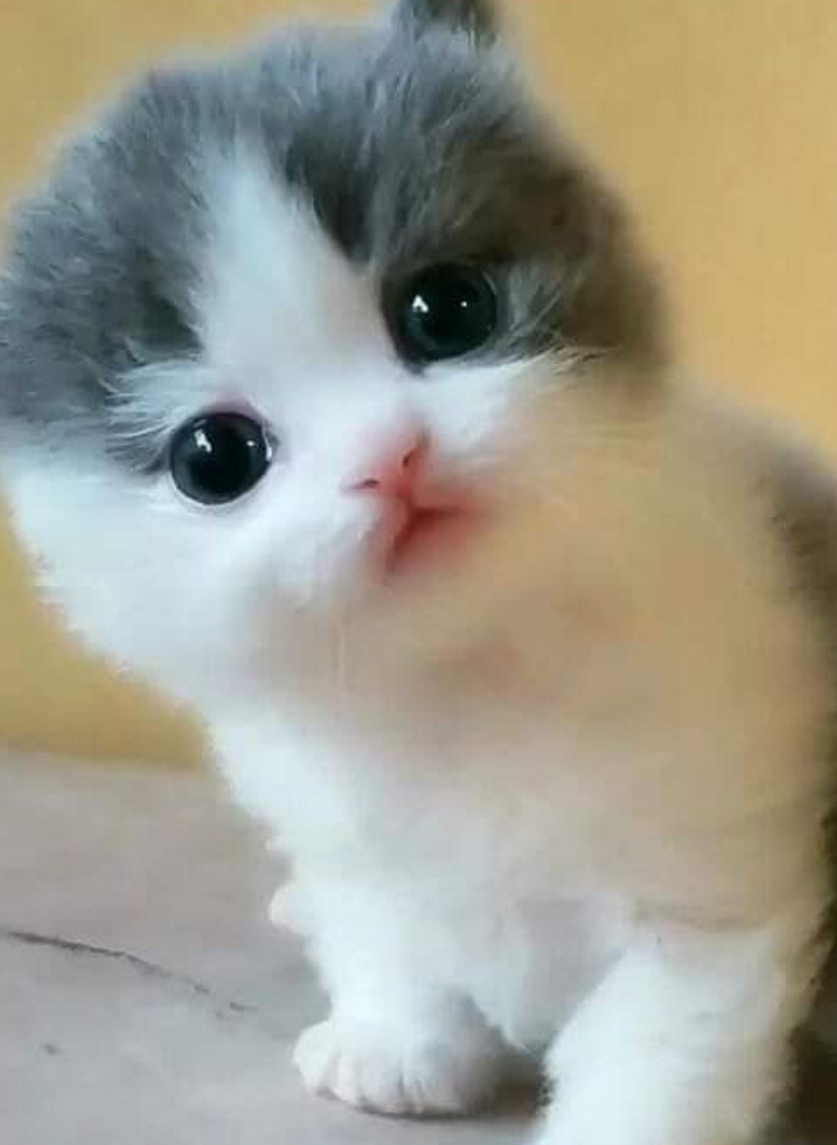 Fatma