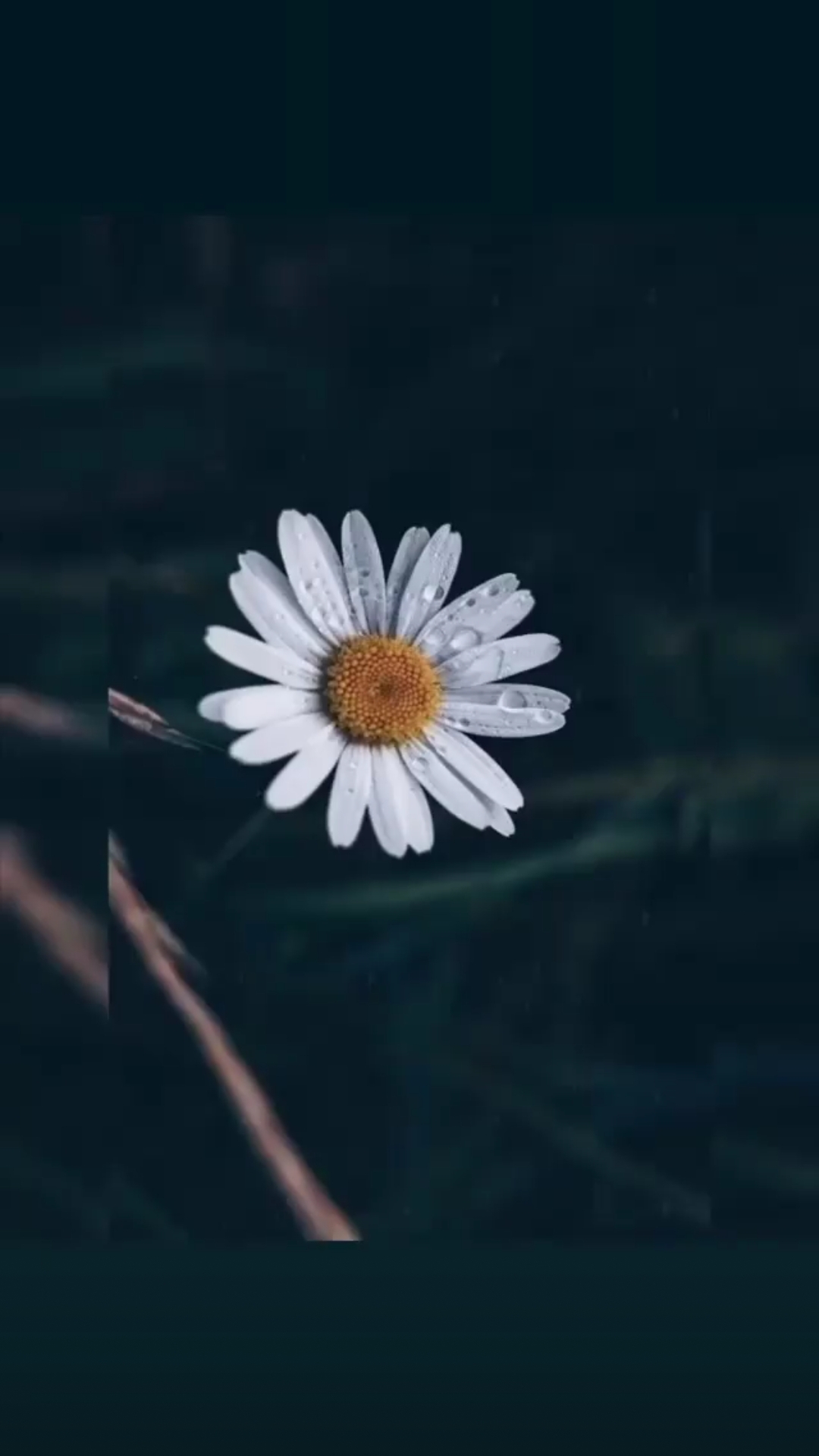 Tülay
