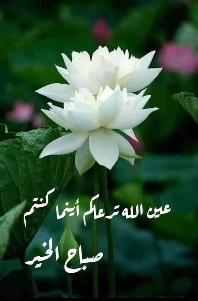علي
