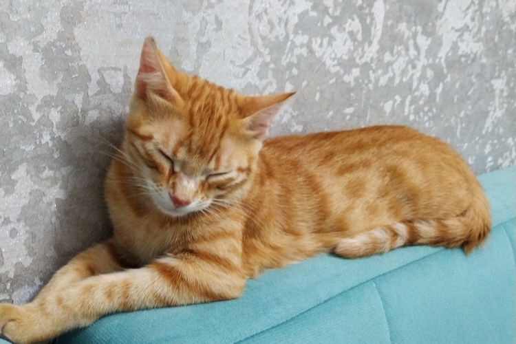 Bengü