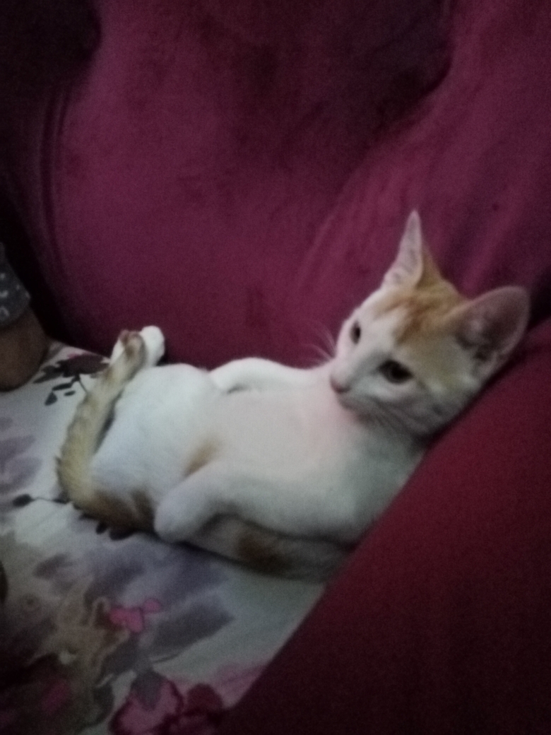 Lola