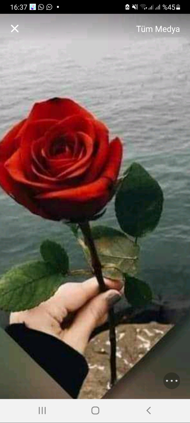 Bahar