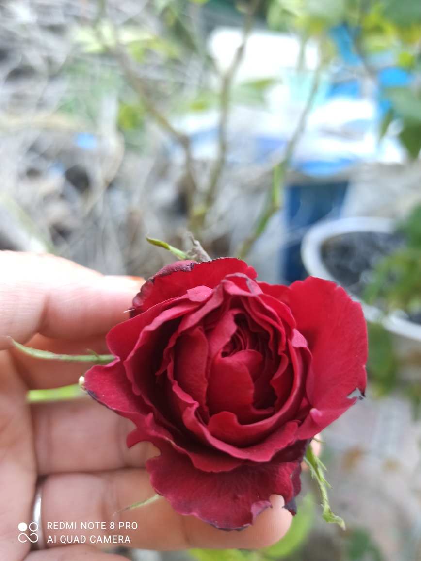 Serpil