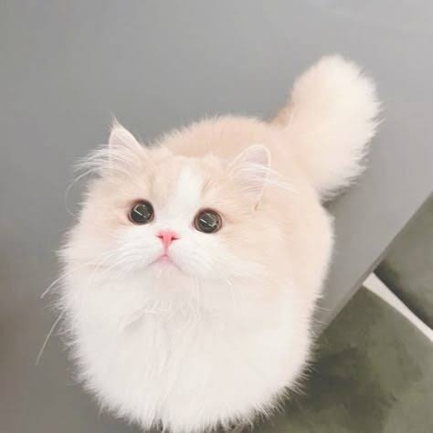 Nora