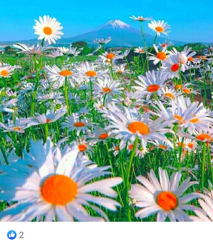 Hanife