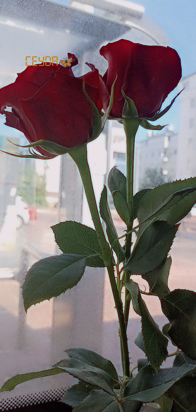 Ceyda