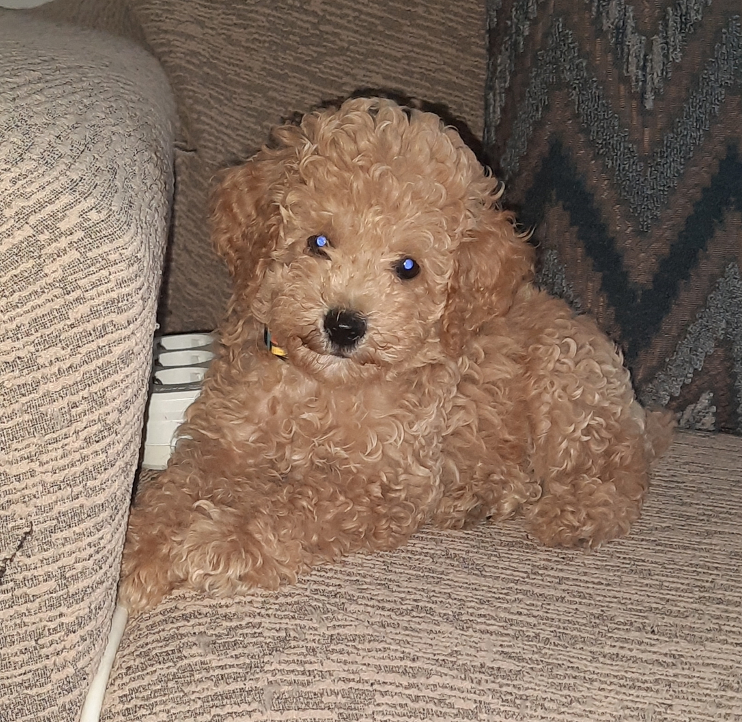Özlem