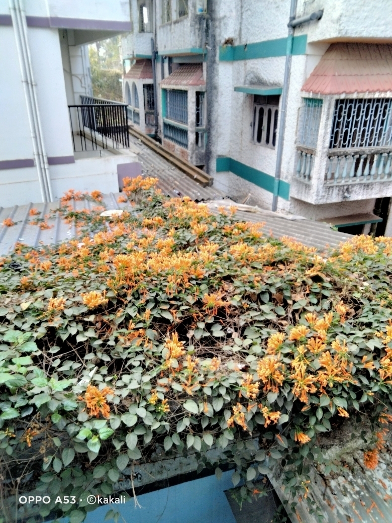 Bhuvan