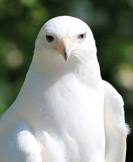 Silvestre