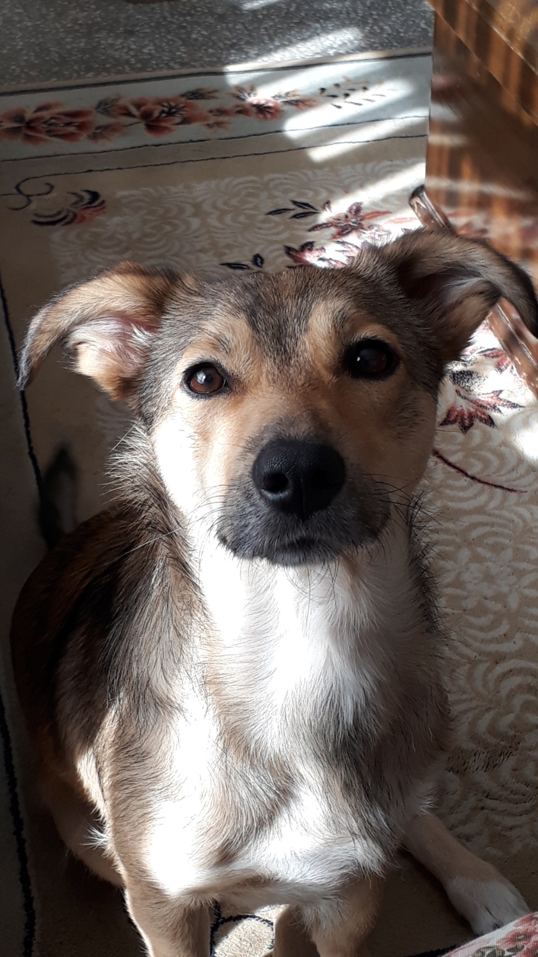 Ali