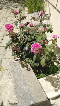 Turgay