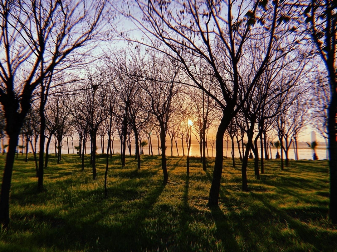 Gül
