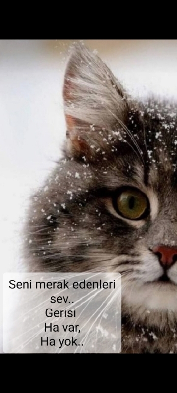 Selami