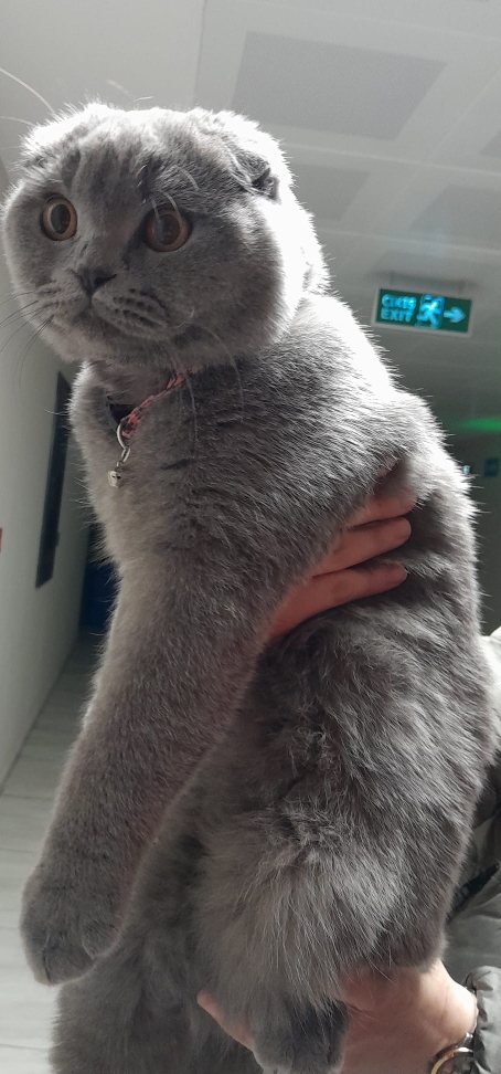 Ali