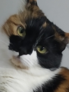 Eda
