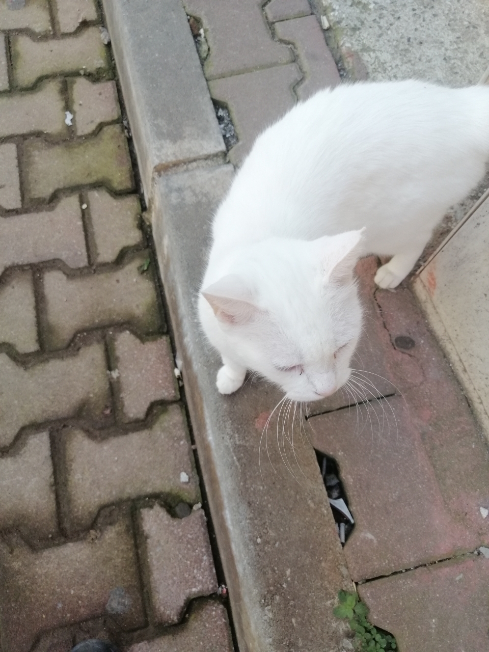 Sevda