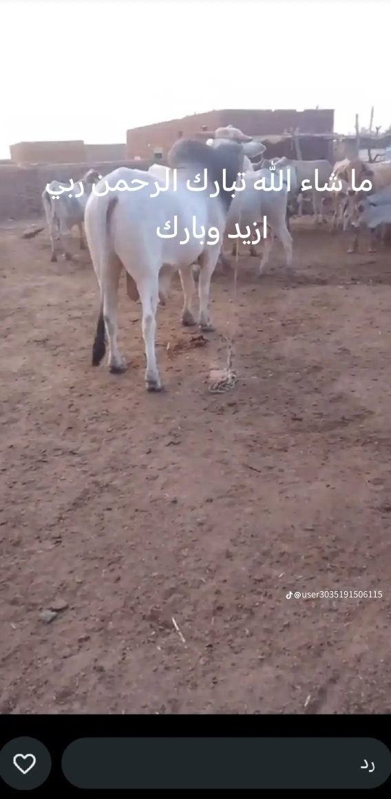 Gamal