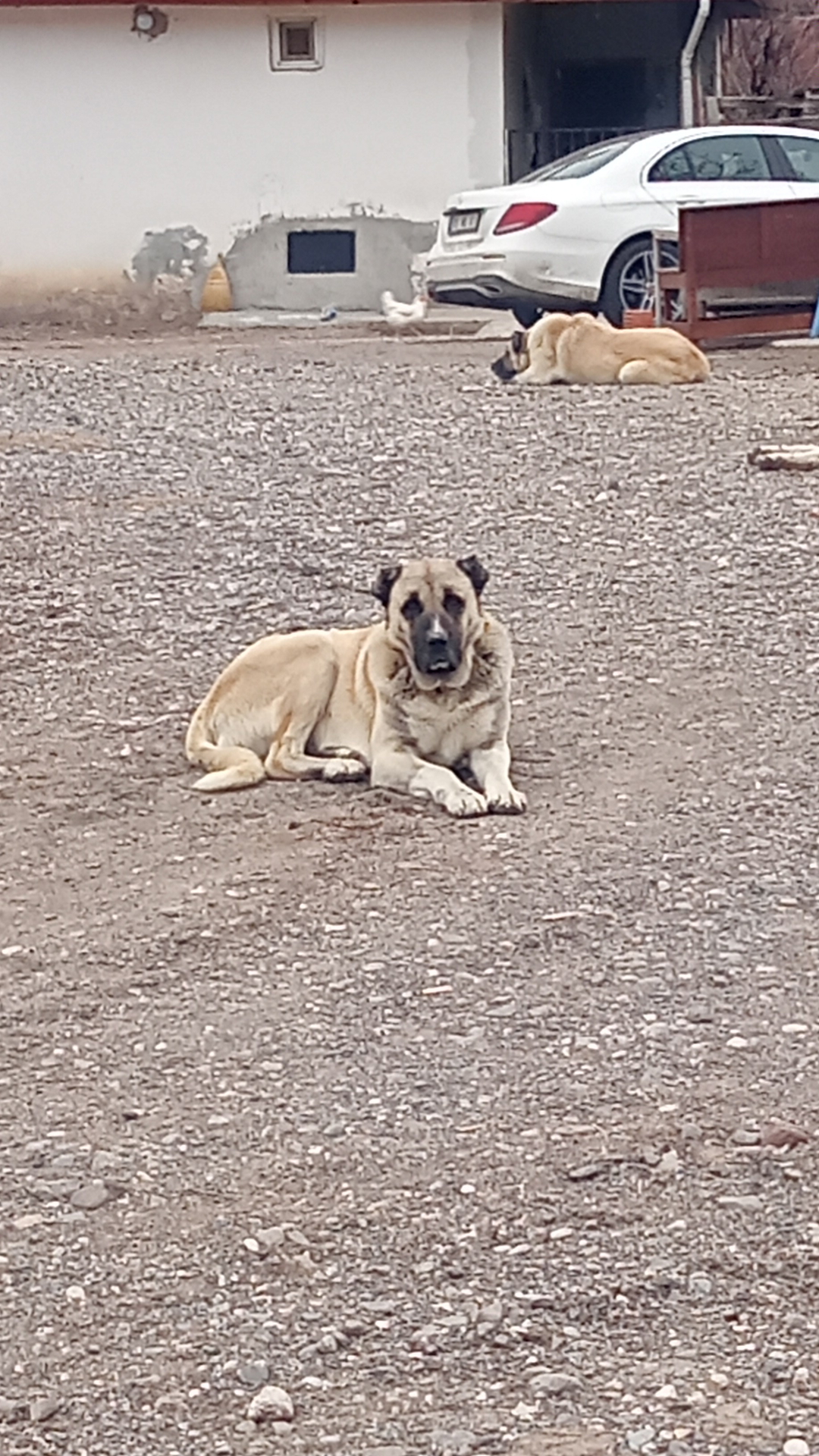 Akın