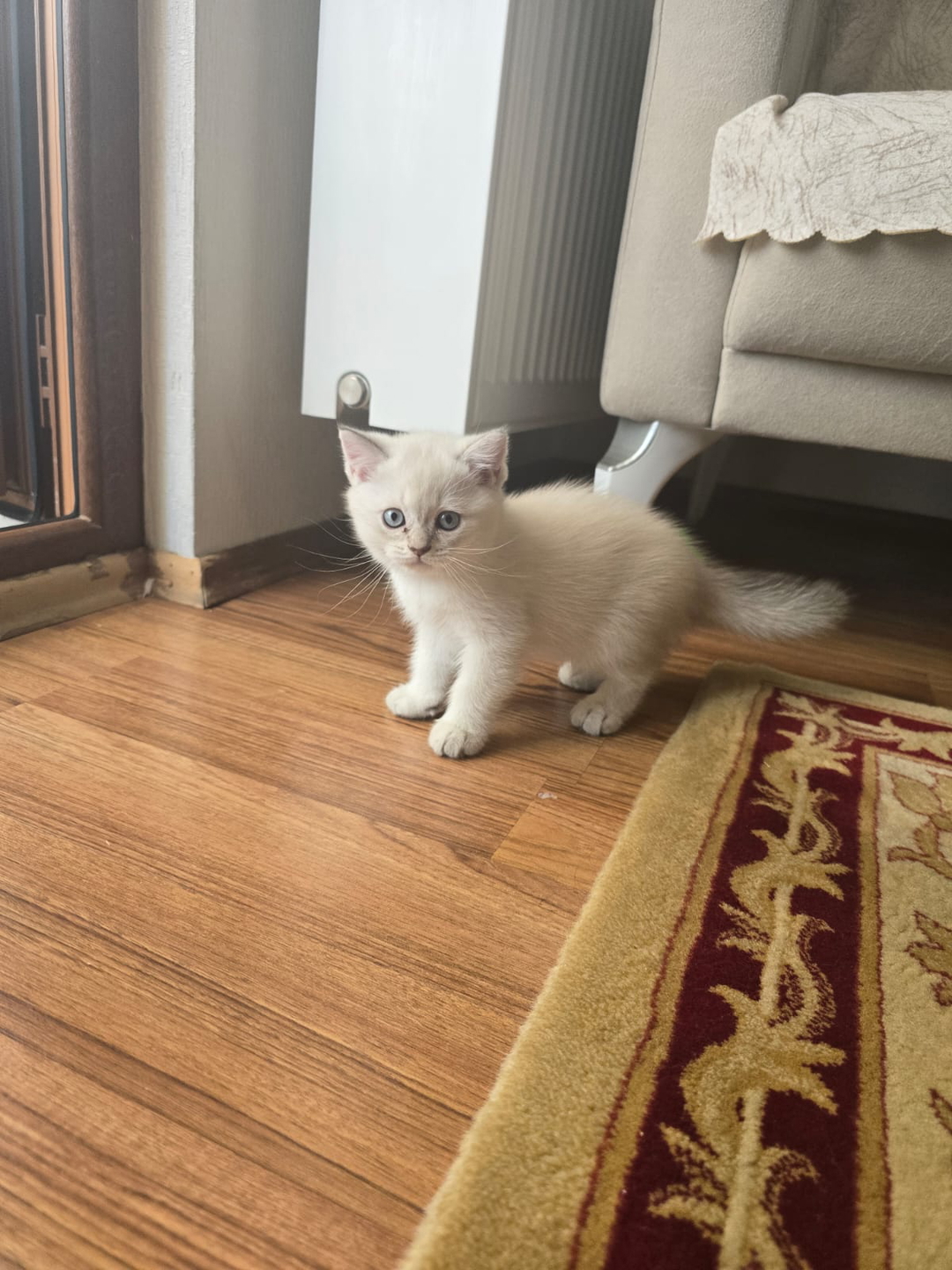 Ayla