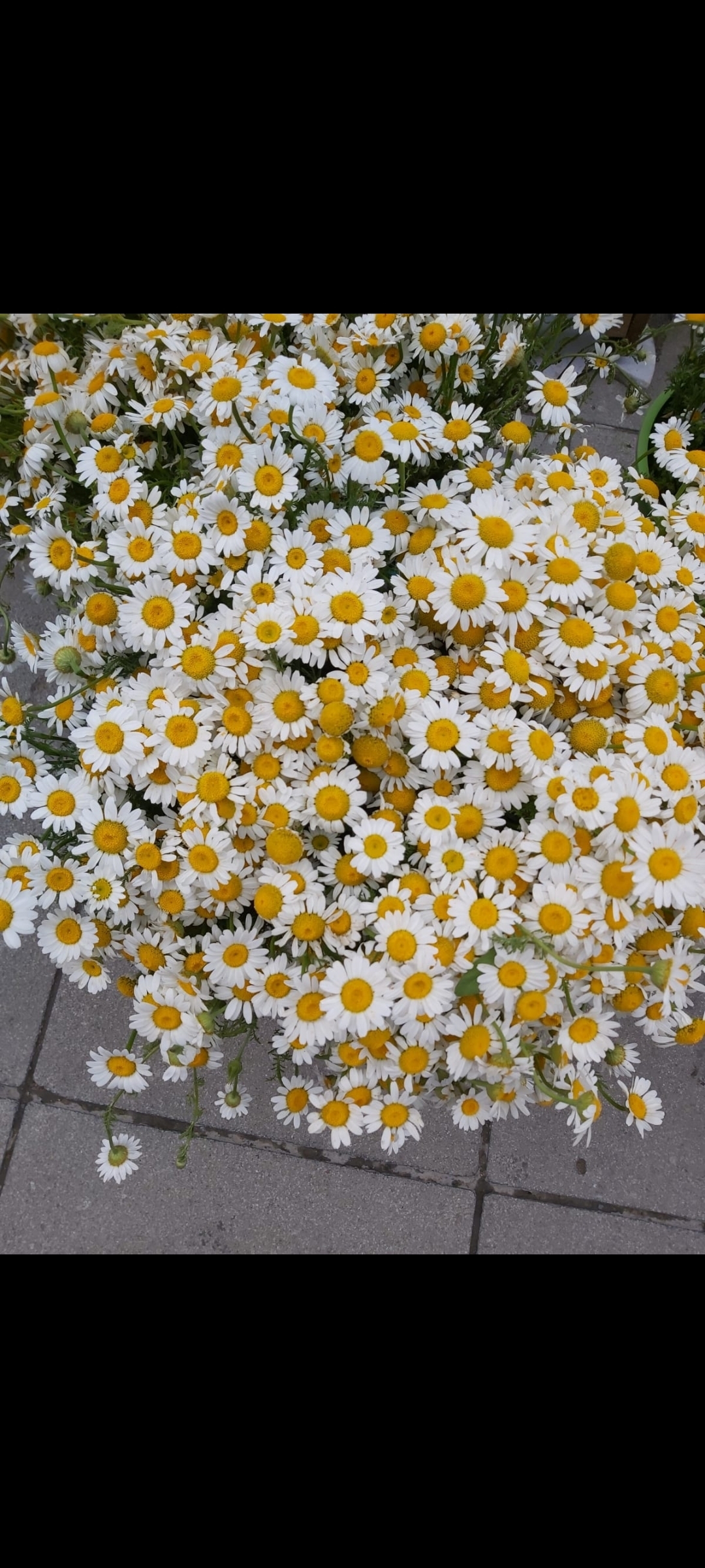 Damla