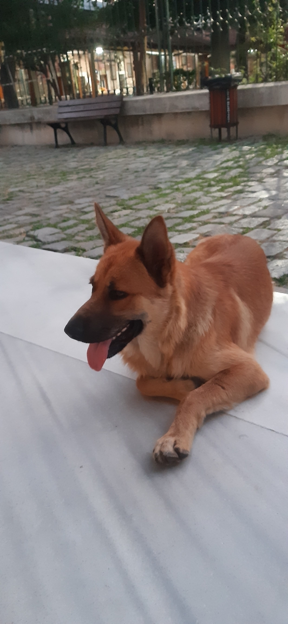 Arslan