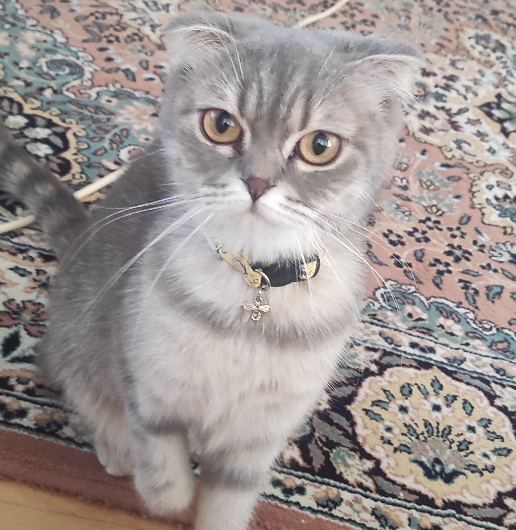 Erkan