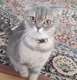 Erkan