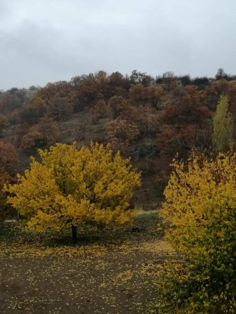 İnci
