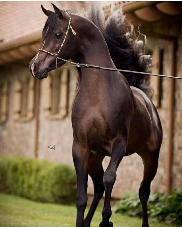 علي