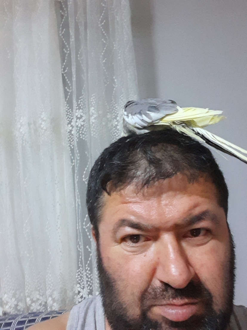 Erkut